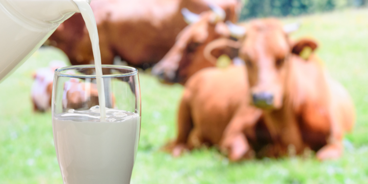 Goiás recebe evento do setor lácteo que vai apoiar a profissionalização do setor