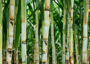 CNA discute propostas do setor sucroenergético em tramitação no Legislativo