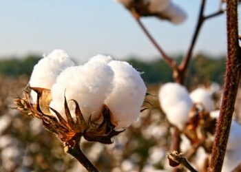 Exportações de algodão seguem atrativas ao longo da safra 22/23