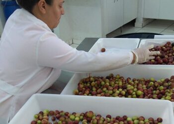 Fruto amazônico pode enriquecer nutricionalmente farinha de mandioca