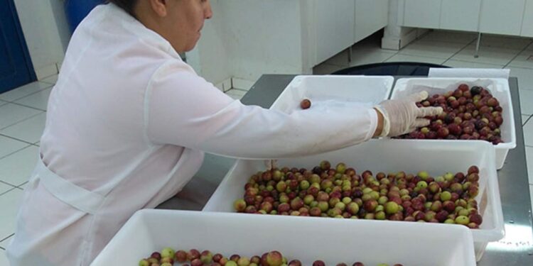 Fruto amazônico pode enriquecer nutricionalmente farinha de mandioca