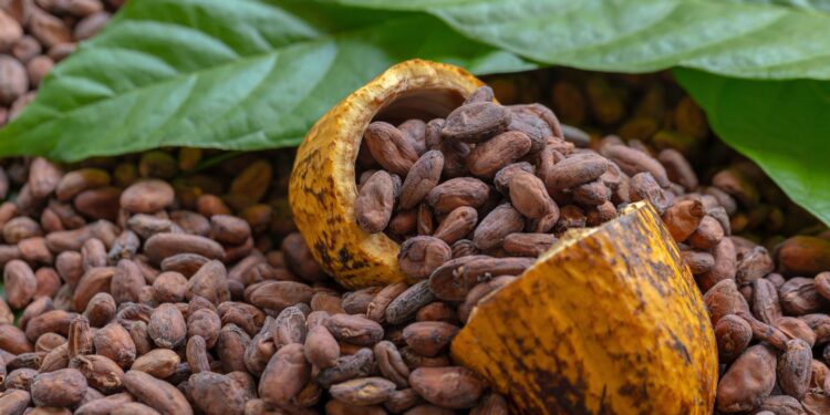 SP: governo quer estimular cultivo de cacau no estado