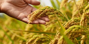 “Queda de braço” limita negócios no mercado nacional de arroz ; exportação segue mais atrativa