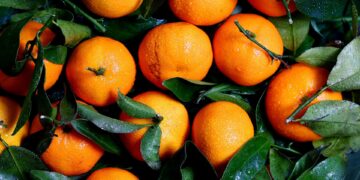 CitrusBR: receita com exportação de suco de laranja é recorde