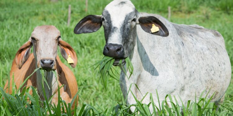 Produtores recuperam 100 mil hectares de pastagens no Projeto Fip Paisagens Rurais