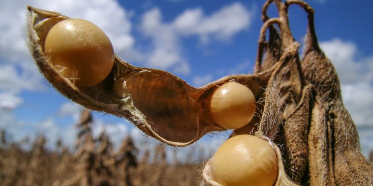 Aumento na exportação de soja revela retomada de vendas externas