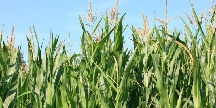 BMA: chuvas favorecem lavouras de milho no Sealba