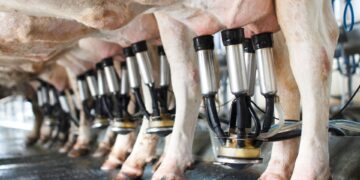 Brasil é o terceiro maior produtor mundial de leite