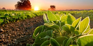 Ministério da Agricultura publica datas do Zoneamento da soja para a safra 2024/2025