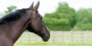 União Europeia abre mercado para equinos vivos do Brasil