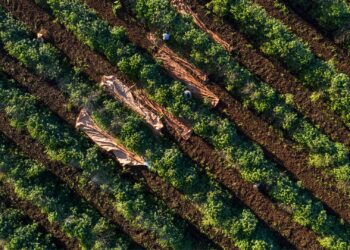 Funcafé disponibiliza mais de R$ 5 bilhões para a safra 2024/2025