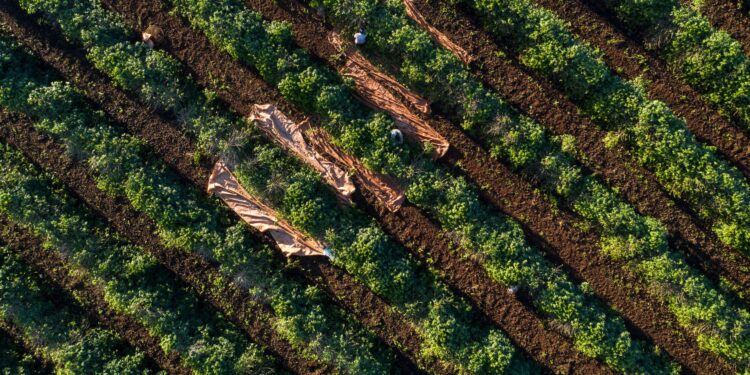 Funcafé disponibiliza mais de R$ 5 bilhões para a safra 2024/2025