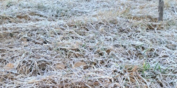 Parque cafeeiro mineiro é atingido por geadas