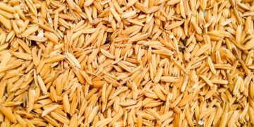 Exportações e importações do arroz em casca dobram em julho