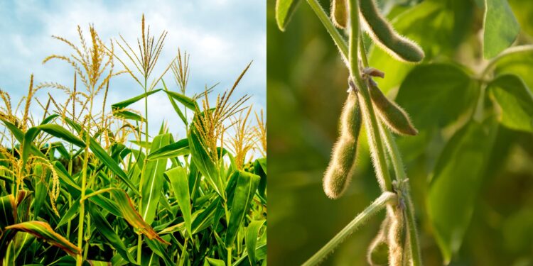 Diversificar culturas na sucessão entre milho e soja aumenta lucro do produtor em até 11%