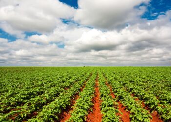 Pedidos de recuperação judicial de produtores rurais crescem mais de 500% em um ano