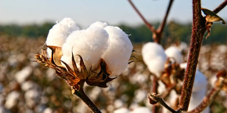 Preços do algodão já operam abaixo dos R$ 4 por libra-peso