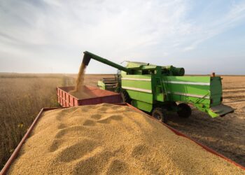 USDA estima 428,73 milhões de toneladas para produção global de soja na safra 24/25