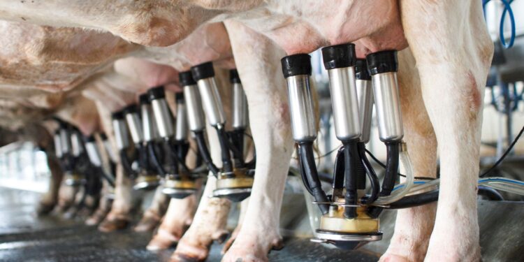 GO: inscrições para o PAA Leite são prorrogadas