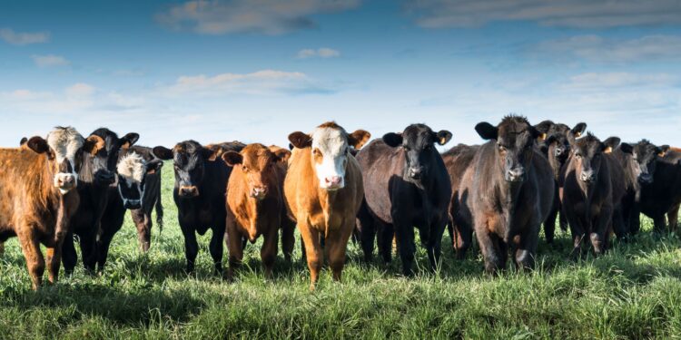 Embrapa lança calculadora que estima e ajuda a mitigar a emissão de GEE na pecuária de corte