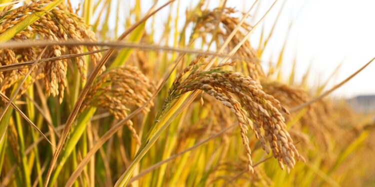 RS: Irga projeta crescimento de 5,3% em área plantada de arroz na Safra 24/25