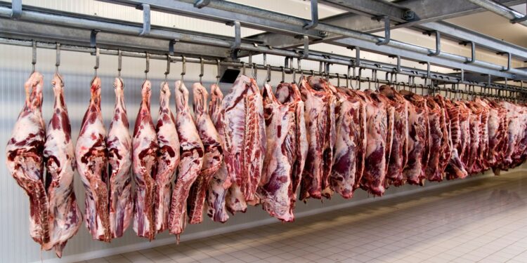 Abate de bovinos, suínos e frangos crescem frente ao mesmo período de 2023