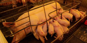 São Paulo é principal exportador de suínos reprodutores de raça pura