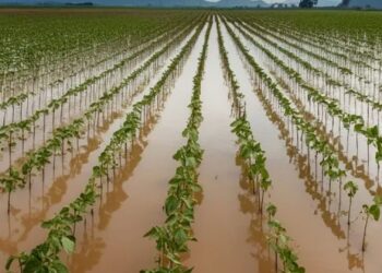 Governo autoriza descontos a financiamentos de produtores rurais do RS