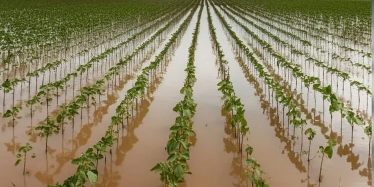 Governo autoriza descontos a financiamentos de produtores rurais do RS