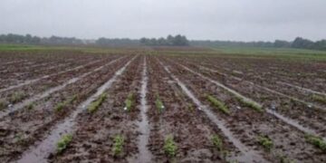 Câmara aprova prorrogação do pagamento de empréstimo rural para atingidos por eventos climáticos