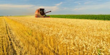 Baixa demanda pressiona preço do trigo