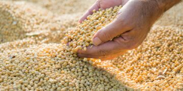 Preços da soja recuam devido à grande oferta da oleaginosa