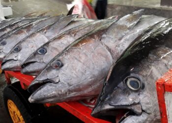 Publicadas regras que definem o monitoramento das cotas do atum e afins para 2024