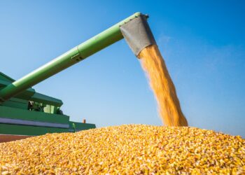 MT: Imea reajusta a demanda de milho para a temporada 23/24