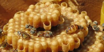 Santa Rosa de Lima é declarada a capital nacional da meliponicultura