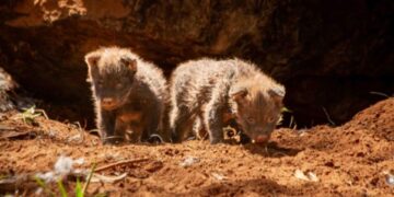 DF: Zoo comemora nascimento de dois lobos-guará