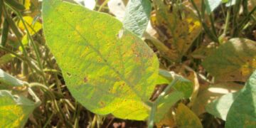 GO: Agrodefesa publica novas medidas para prevenção e controle de pragas da soja