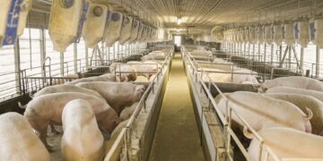 Mercado de suínos volta a se aquecer e preços reagem