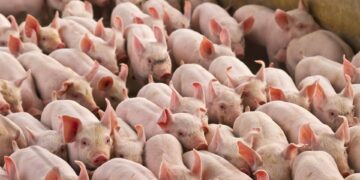 Exportação catarinense de suínos bate recorde em julho