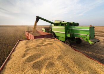 Esalq aponta queda de 33% na riqueza gerada pela soja em 2024