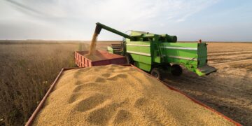 Esalq aponta queda de 33% na riqueza gerada pela soja em 2024