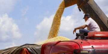 Produtor de milho paranaense recebe 12% a mais que em agosto de 2023