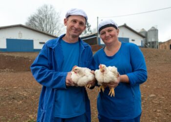 Dia do Avicultor: Produção de carne de frango deve ser recorde em 2024