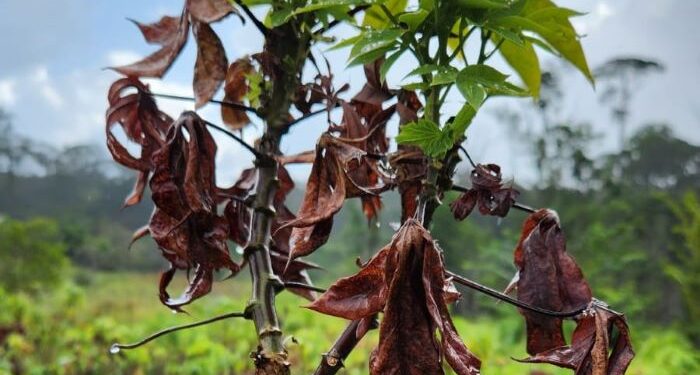 Embrapa confirma ao Ministério da Agricultura e Pecuária o primeiro relato da presença de “vassoura de bruxa” da mandioca, no Brasil