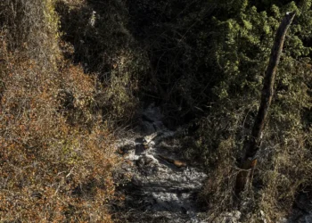 Brigada que combate incêndios no Pantanal já encontrou três onças-pintadas mortas