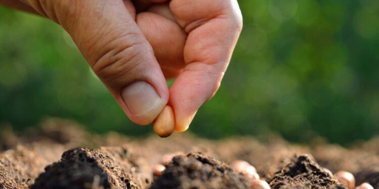 Câmara aprova projeto que libera livre trânsito de sementes entre comunidades rurais