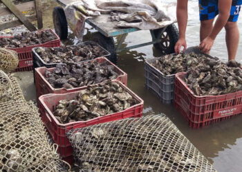 PR: comercialização de ostras e mexilhões está liberada em Guaratuba