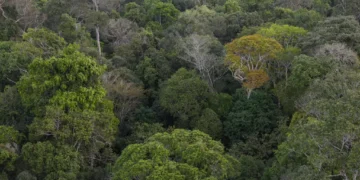 Segundo o Governo, alertas de desmatamento na Amazônia caíram mais de 45%