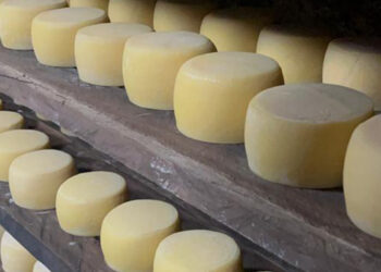 Distrito Federal tem primeiro concurso de queijos artesanais