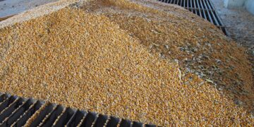 Colômbia abre mercado para grãos secos de destilaria do Brasil
